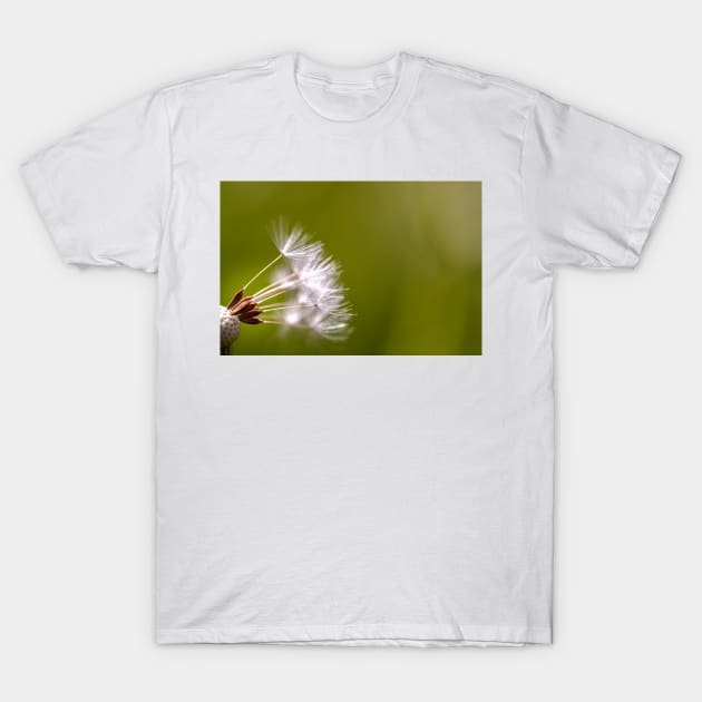 Close-up of dandelion seeds T-Shirt by blossomcophoto